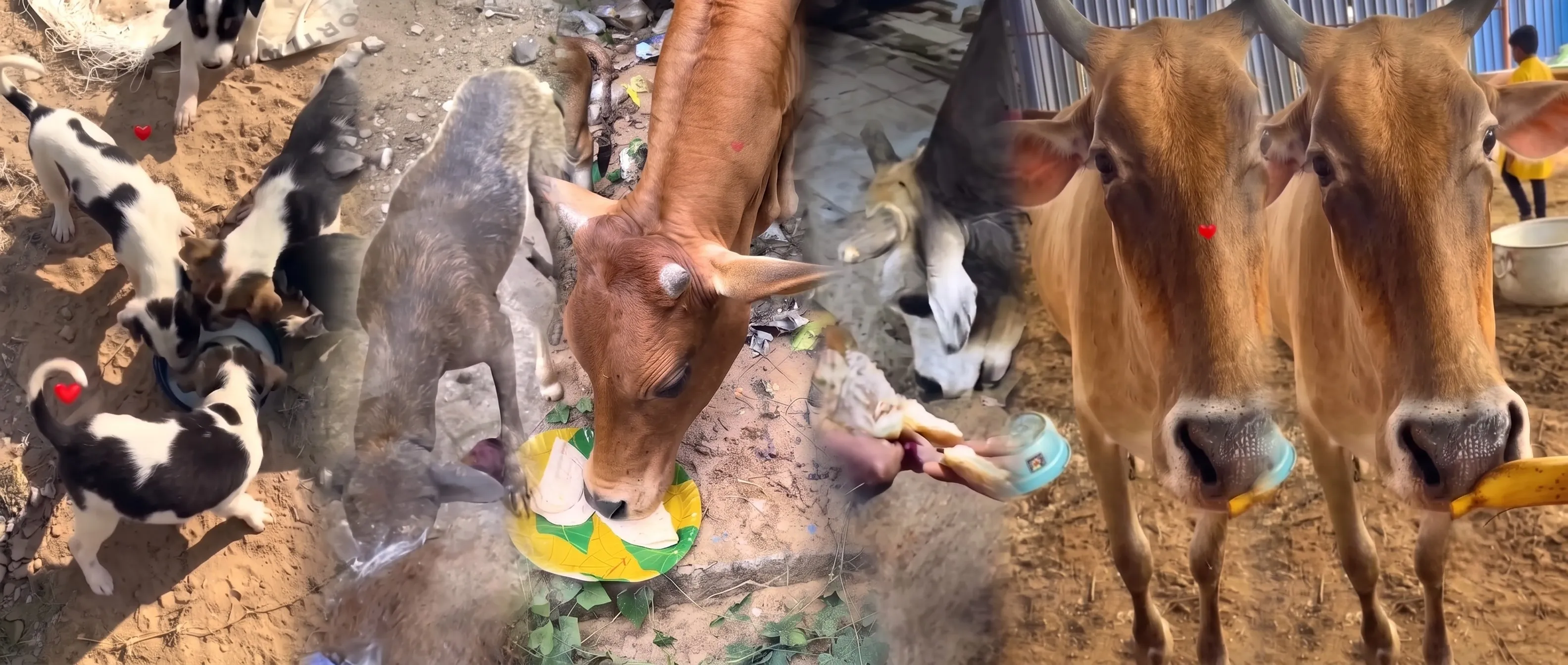 Animal Welfare